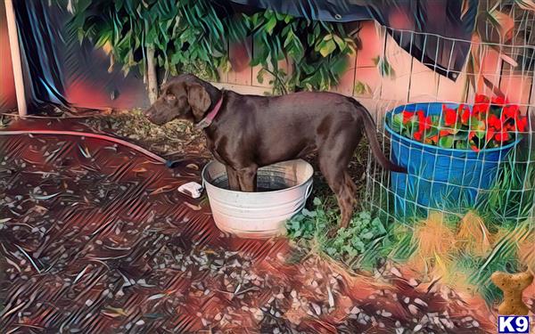 a labrador retriever dog eating from a bowl