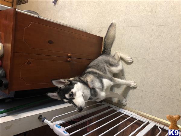 a siberian husky dog lying on a tile floor