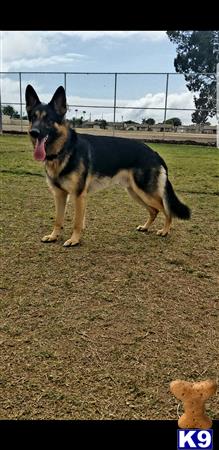 a german shepherd dog standing on a field