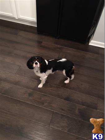 a cavalier king charles spaniel dog standing on a tile floor