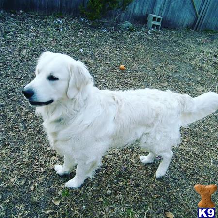 a white golden retriever dog sitting in the grass