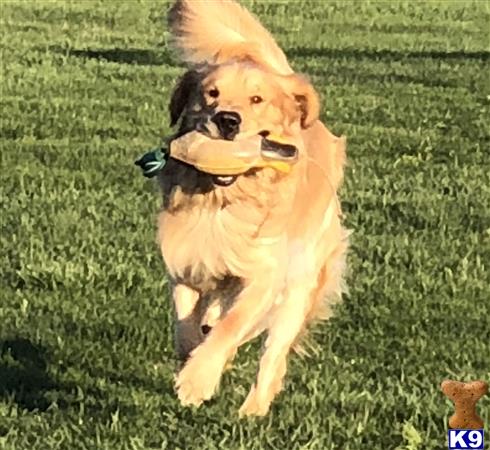 a golden retriever dog carrying a toy in its mouth