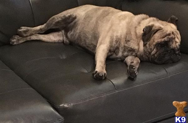 a pug dog lying on a couch