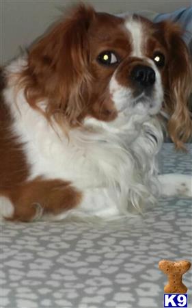 a cavalier king charles spaniel dog lying on a bed
