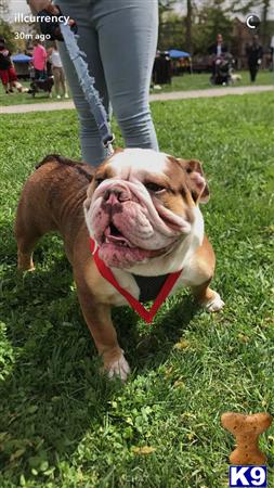 a english bulldog dog with a red collar