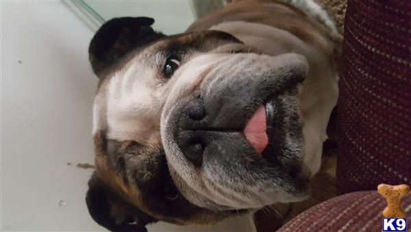 a english bulldog dog with its tongue out