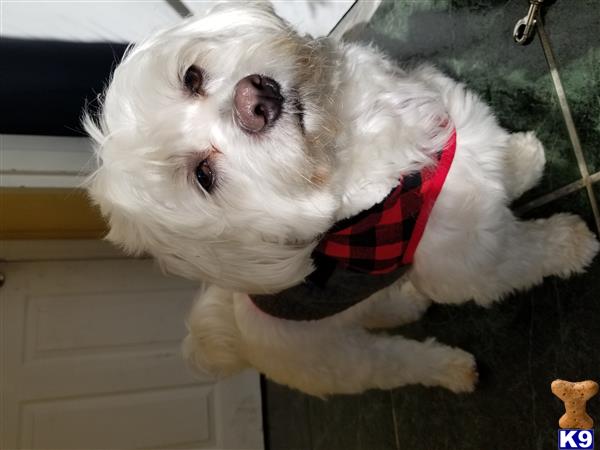 a maltese dog wearing a sweater