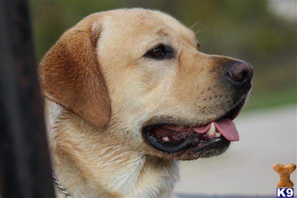 a labrador retriever dog with its tongue out