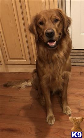 a golden retriever dog sitting on a wood floor