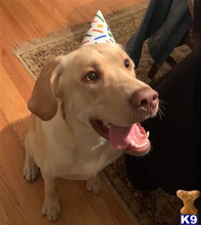 a labrador retriever dog wearing a birthday hat