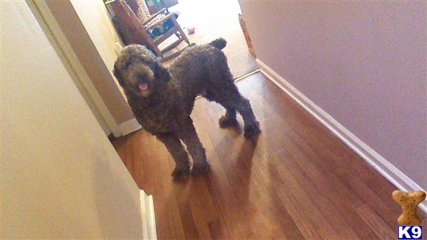 a poodle dog standing on a wood floor