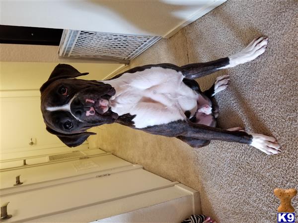 a boxer dog standing on a carpet