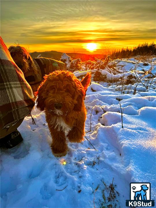 a goldendoodles dog standing in snow