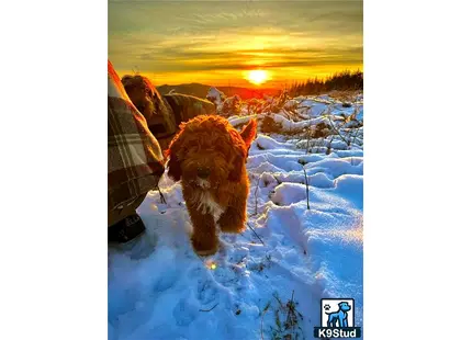a goldendoodles dog standing in snow