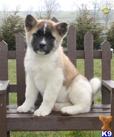 Akita Puppy for Sale: Akita puppies 3 Years old