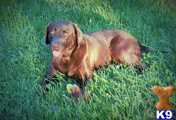 a labrador retriever dog lying in the grass