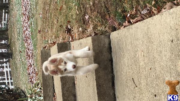 a siberian husky dog standing on a concrete surface