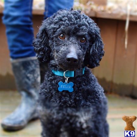 a poodle dog wearing a blue collar