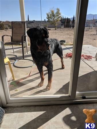 a rottweiler dog standing on a patio