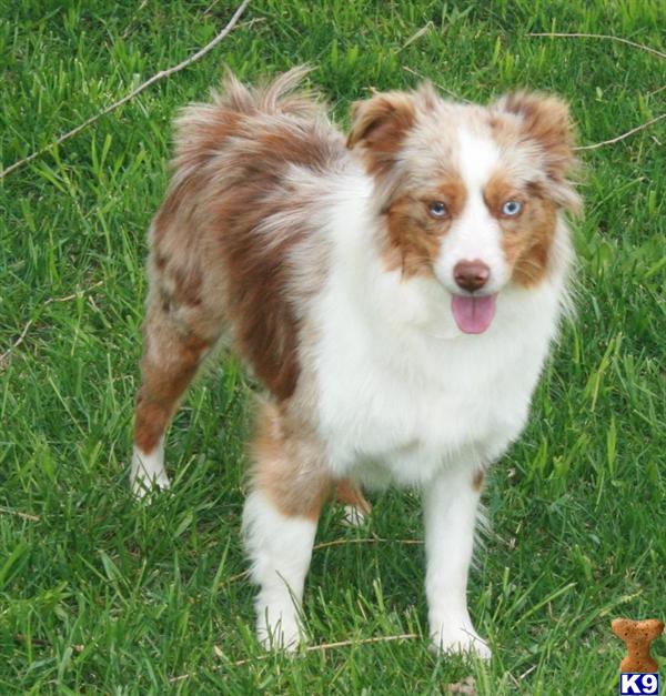 Miniature Australian Shepherds Height « Australian Shepherd Tips ...