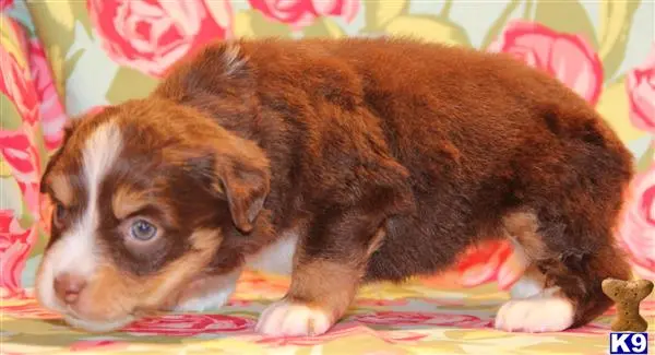 a miniature australian shepherd puppy on a blanket