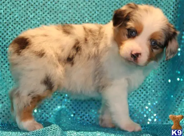 a miniature australian shepherd puppy in a blue and white cage