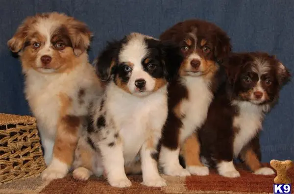 a group of miniature australian shepherd puppies sitting on a rug