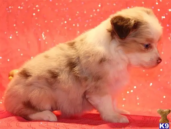 a small miniature australian shepherd puppy on a red background
