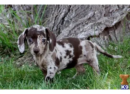 Dachshund Puppies For Sale