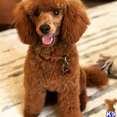 Poodle Stud Dog: Charlie 17 Months old