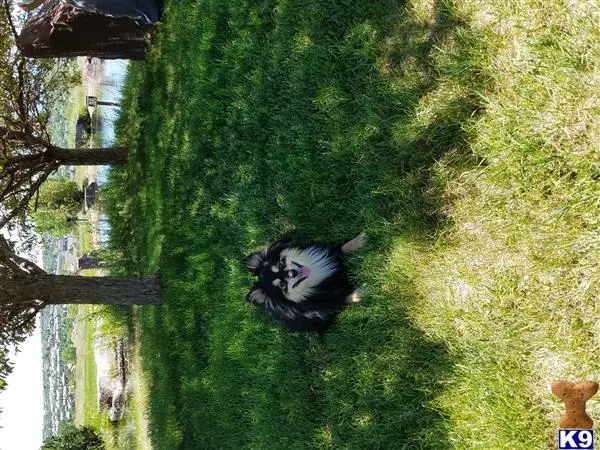 a pomeranian dog in a grassy field