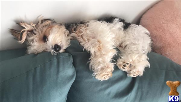 a yorkshire terrier dog lying on a couch