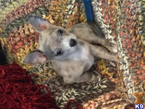 a chihuahua dog lying on its back on a rug