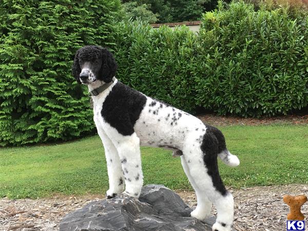 a poodle dog standing on a rock