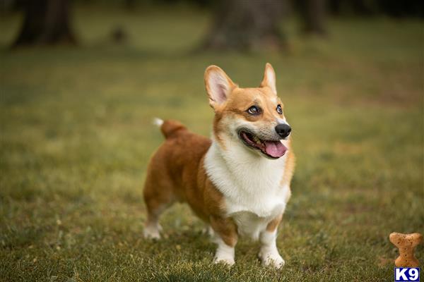 a pembroke welsh corgi dog running in a grassy area