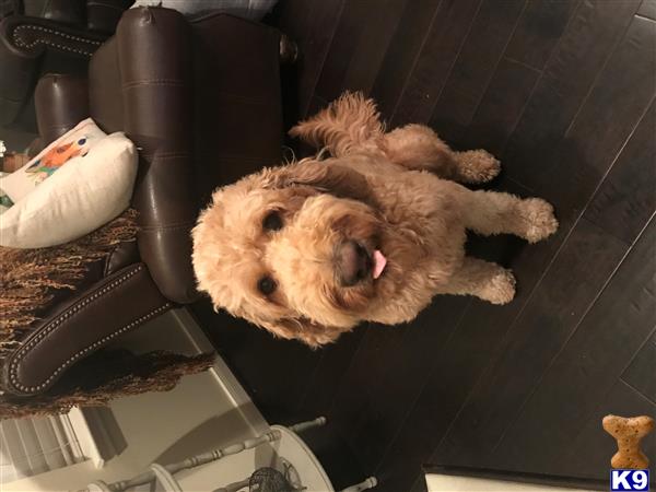 a labradoodle dog lying on a chair