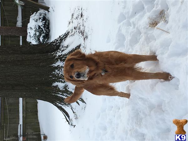 a golden retriever dog running on a snowy path