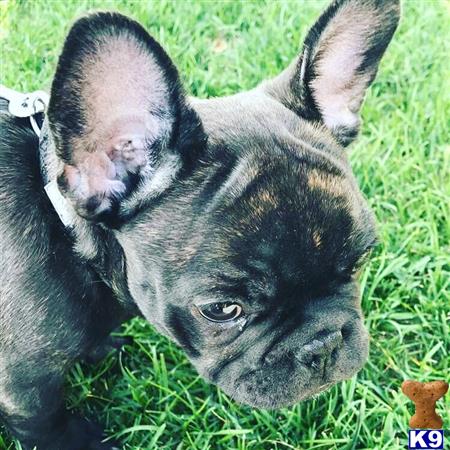 a french bulldog dog lying on grass