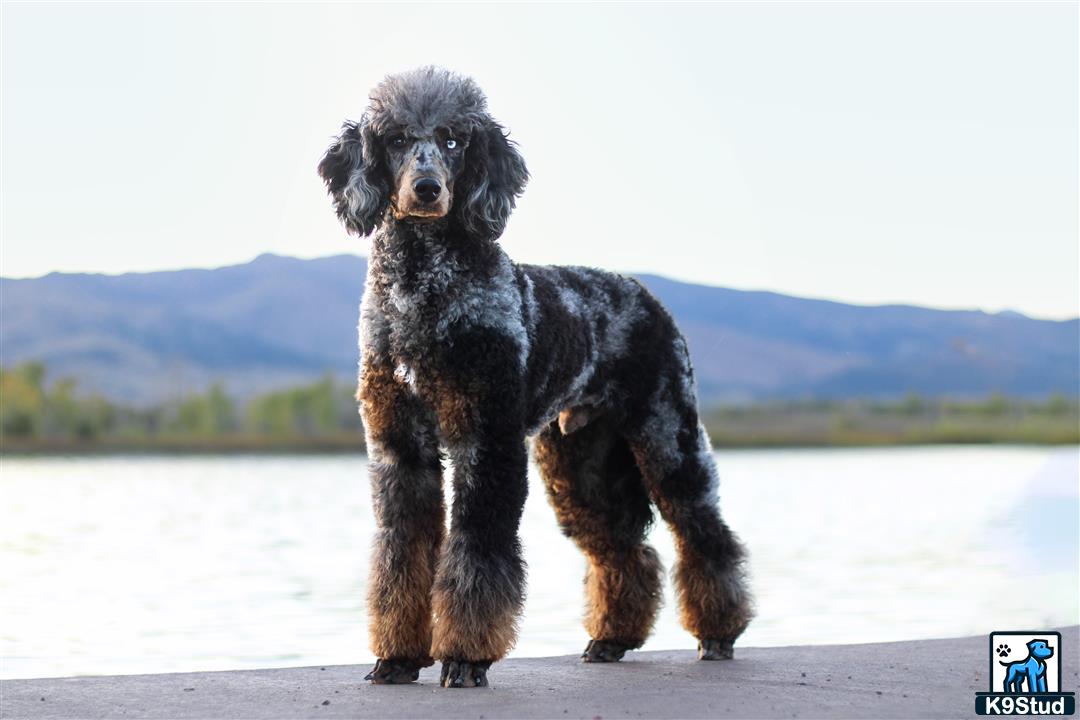 a poodle dog standing on a dock