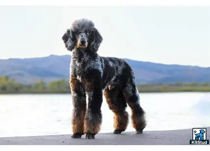 a poodle dog standing on a dock