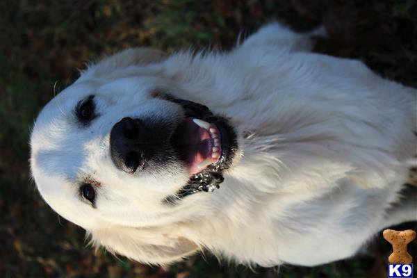 a white golden retriever dog with its mouth open