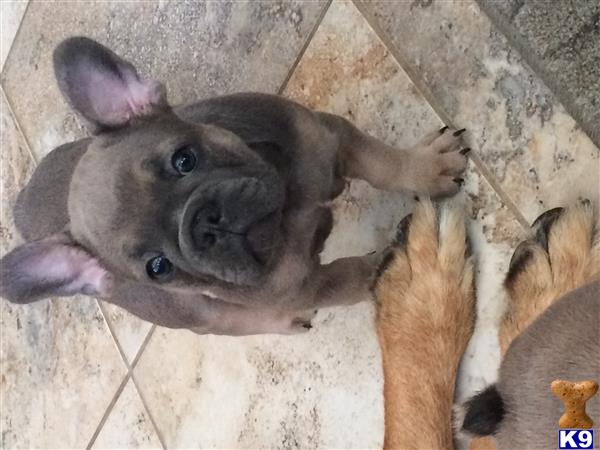 a french bulldog dog lying on the ground