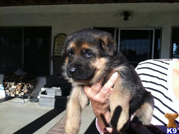 a person holding a german shepherd dog