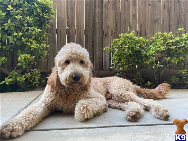 a goldendoodles dog lying on a deck