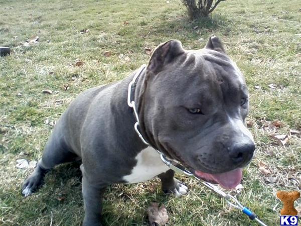 a american pit bull dog on a leash