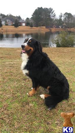 a bernese mountain dog dog sitting on grass by a body of water