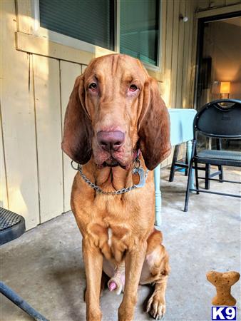 a bloodhound dog standing on a patio