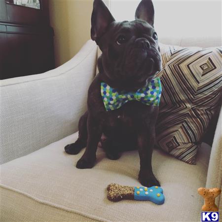 a black french bulldog dog wearing a bow tie