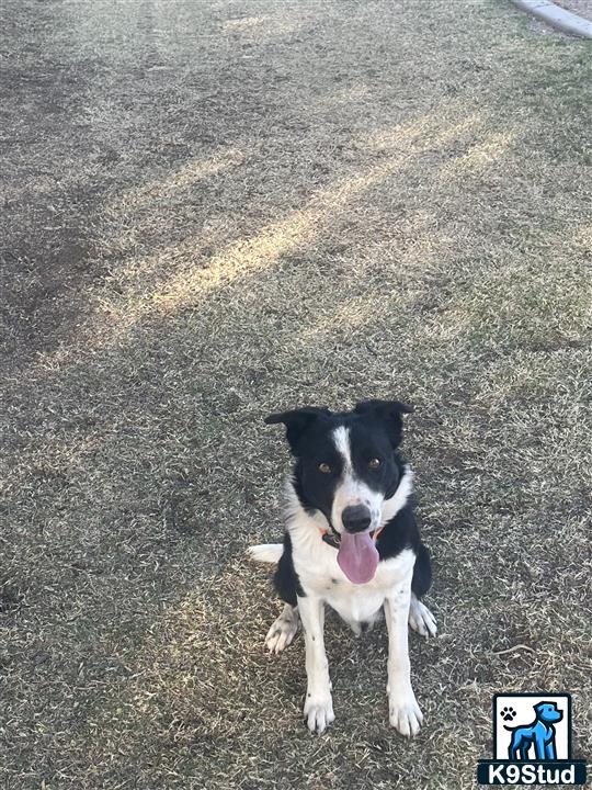 a border collie dog sitting on the ground