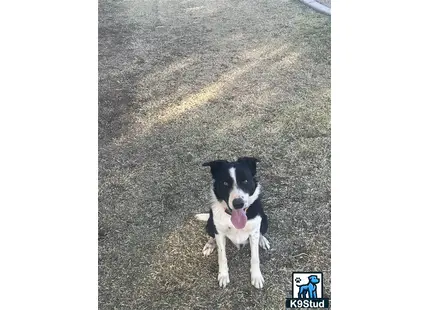 a border collie dog sitting on the ground